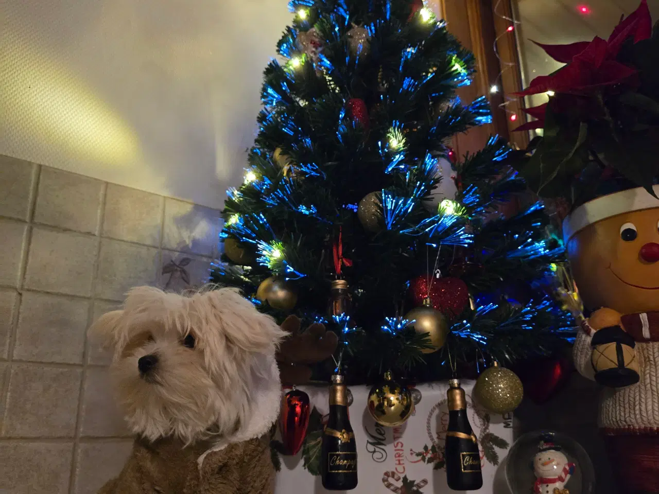 Billede 7 - Malteser hvalpe søger nye hjem ❤️