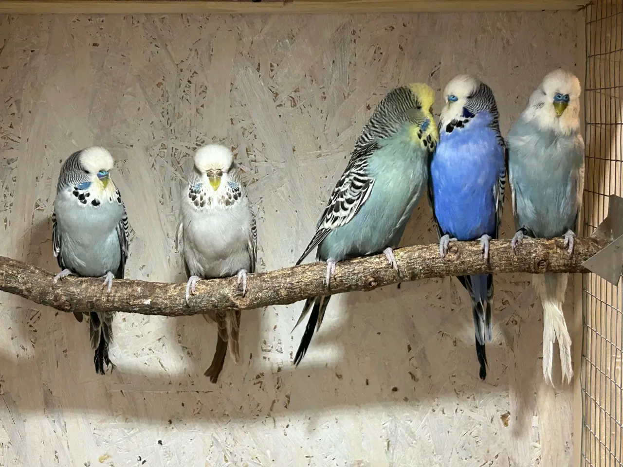 Billede 2 - Engelske undulater 