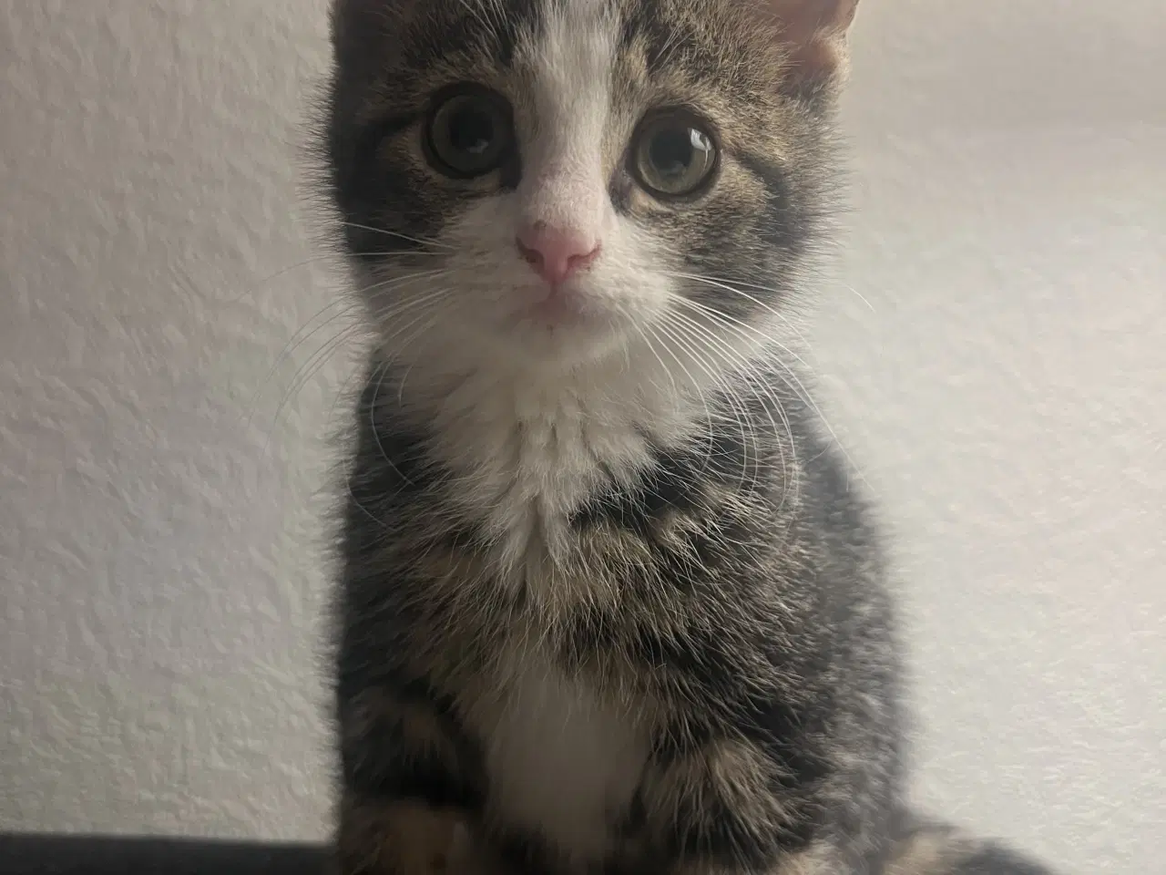 Billede 1 - 2 søde kattekillinger 
