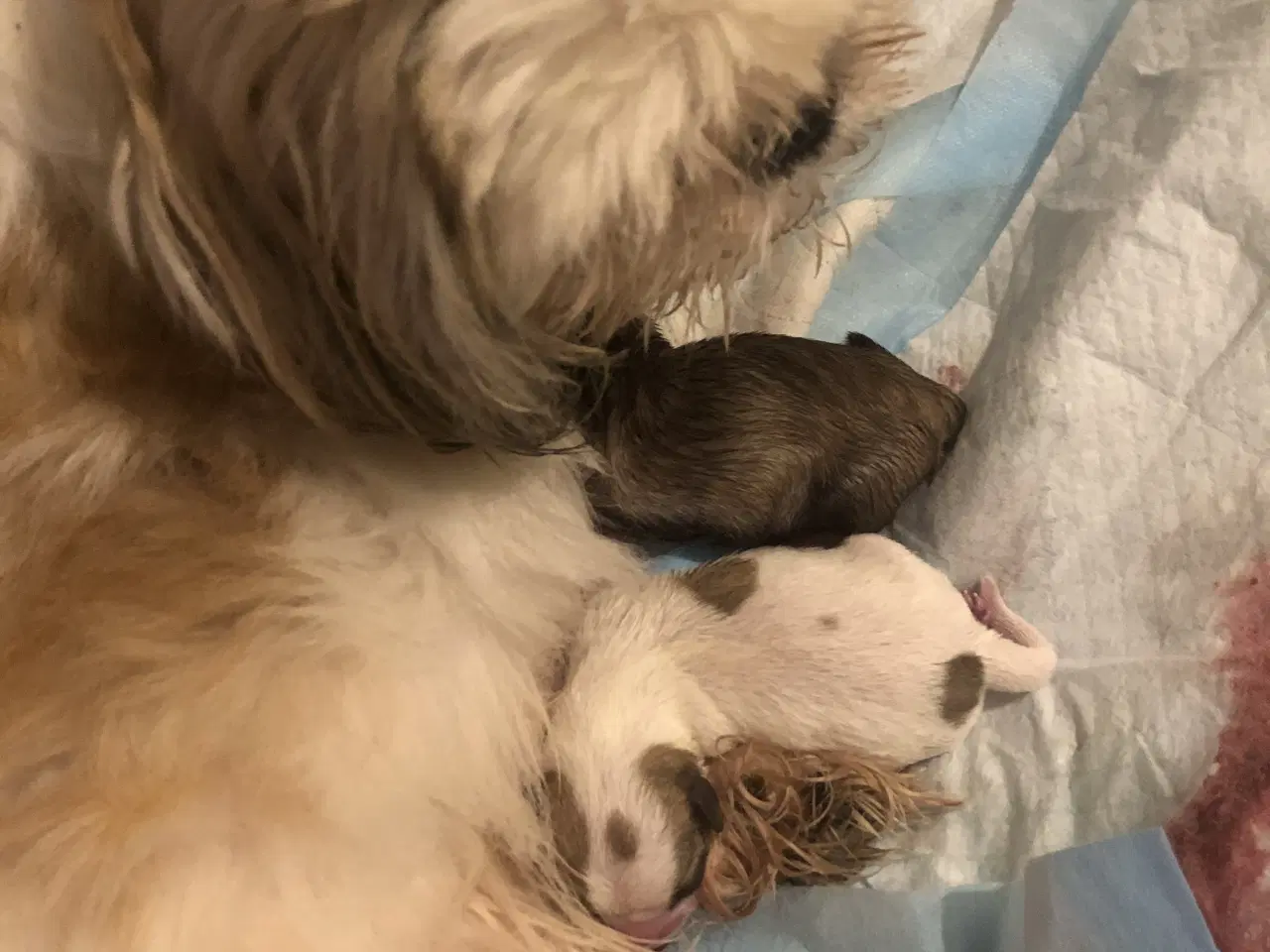 Billede 10 - Shih Tzu/ Chihuahua blanding