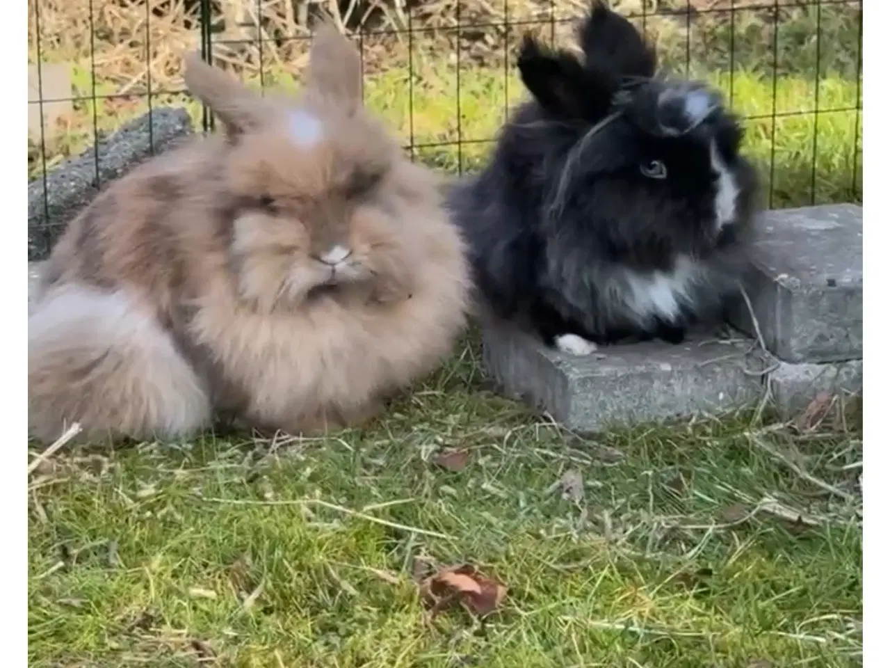 Billede 3 - To kaniner søger godt hjem 