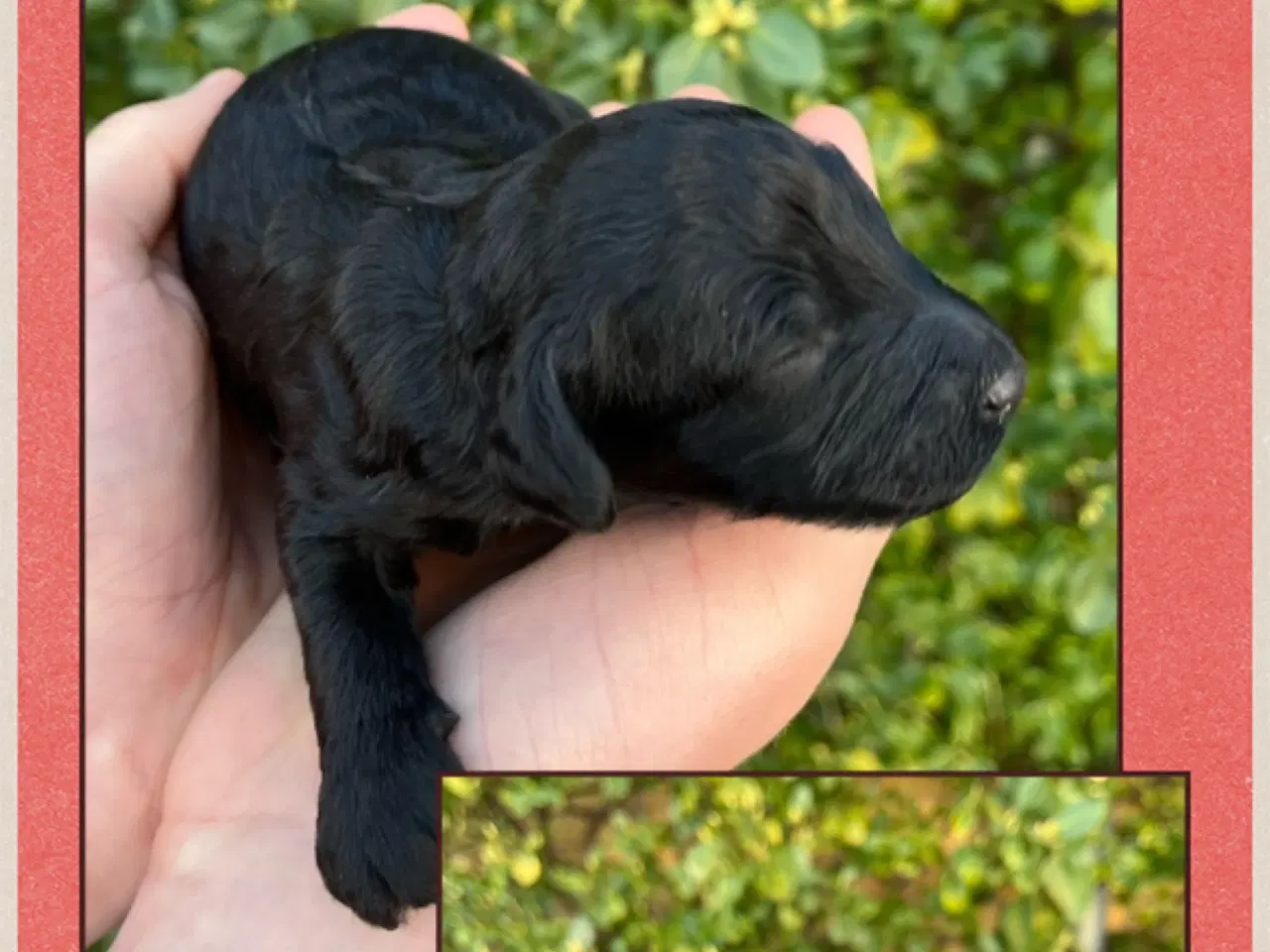 Billede 7 - Cockerpoo f1b