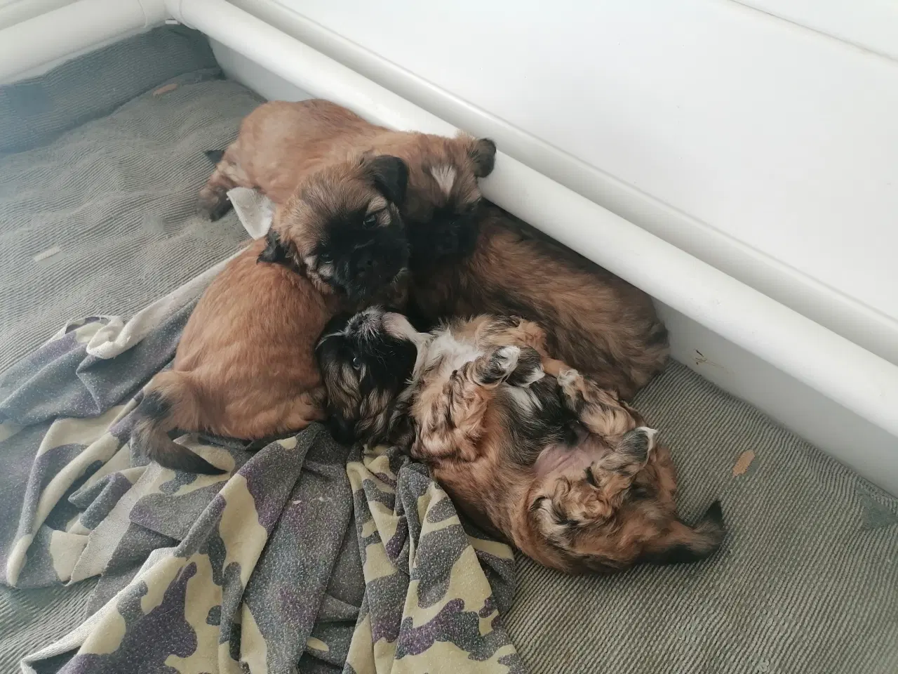 Billede 1 - Malteser / Shih Tzu / Bomuldshund ( Boomer )