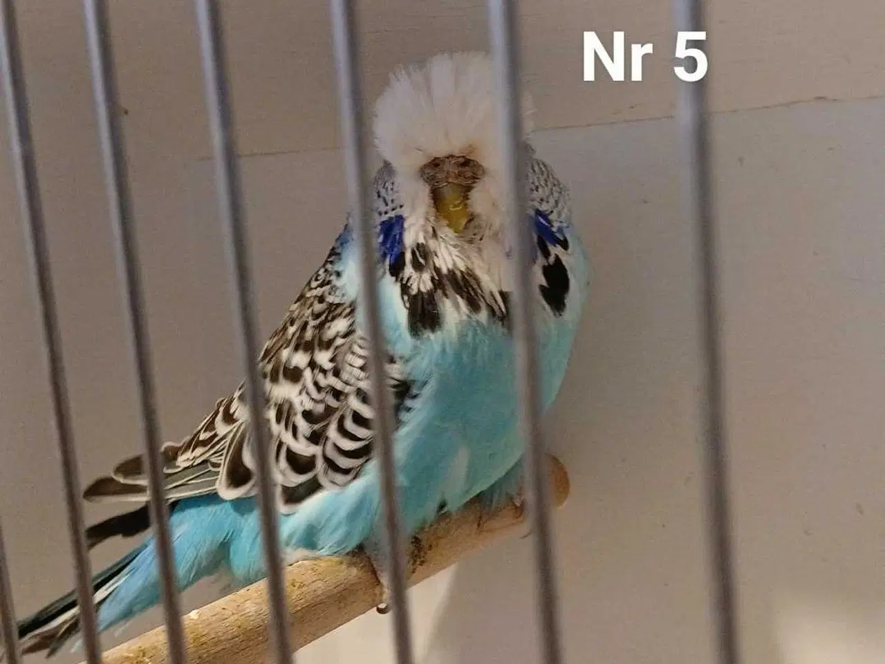 Billede 16 - Engelske undulater 