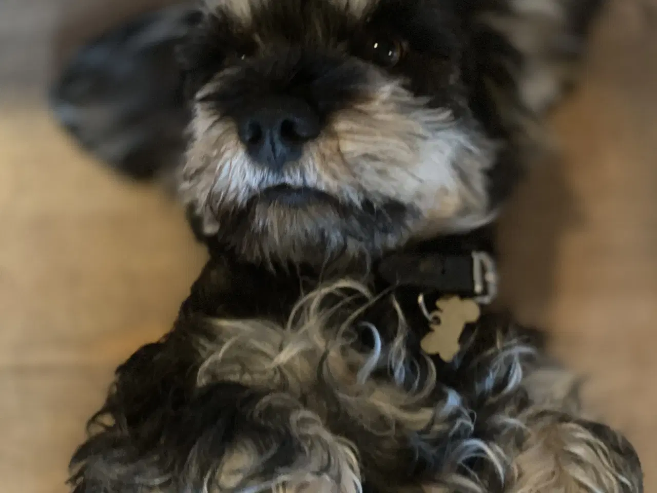 Billede 7 - Futti søger nyt hjem