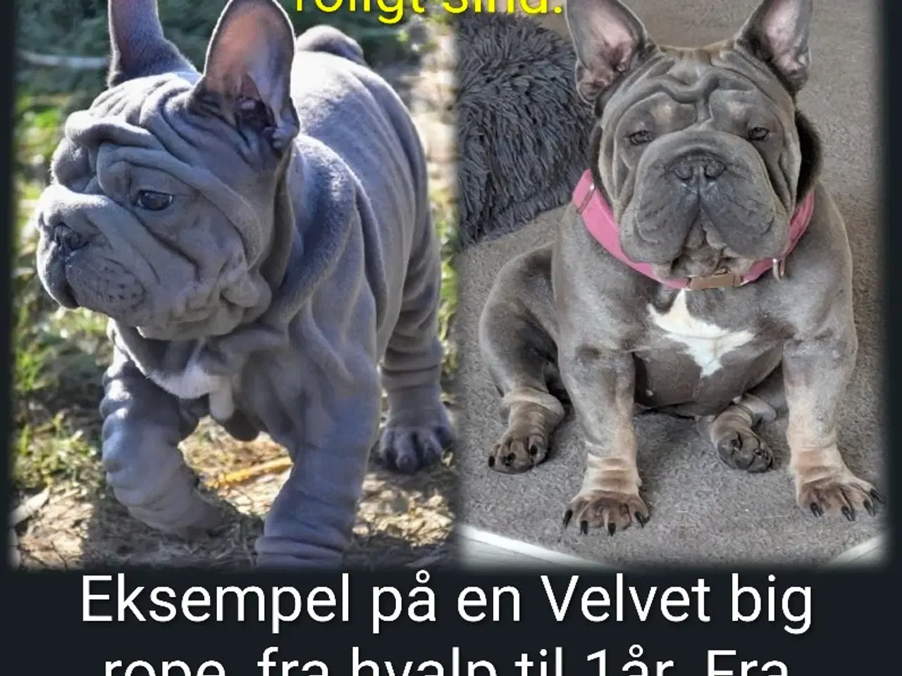 Billede 2 - Fransk bulldog. NEDSAT!