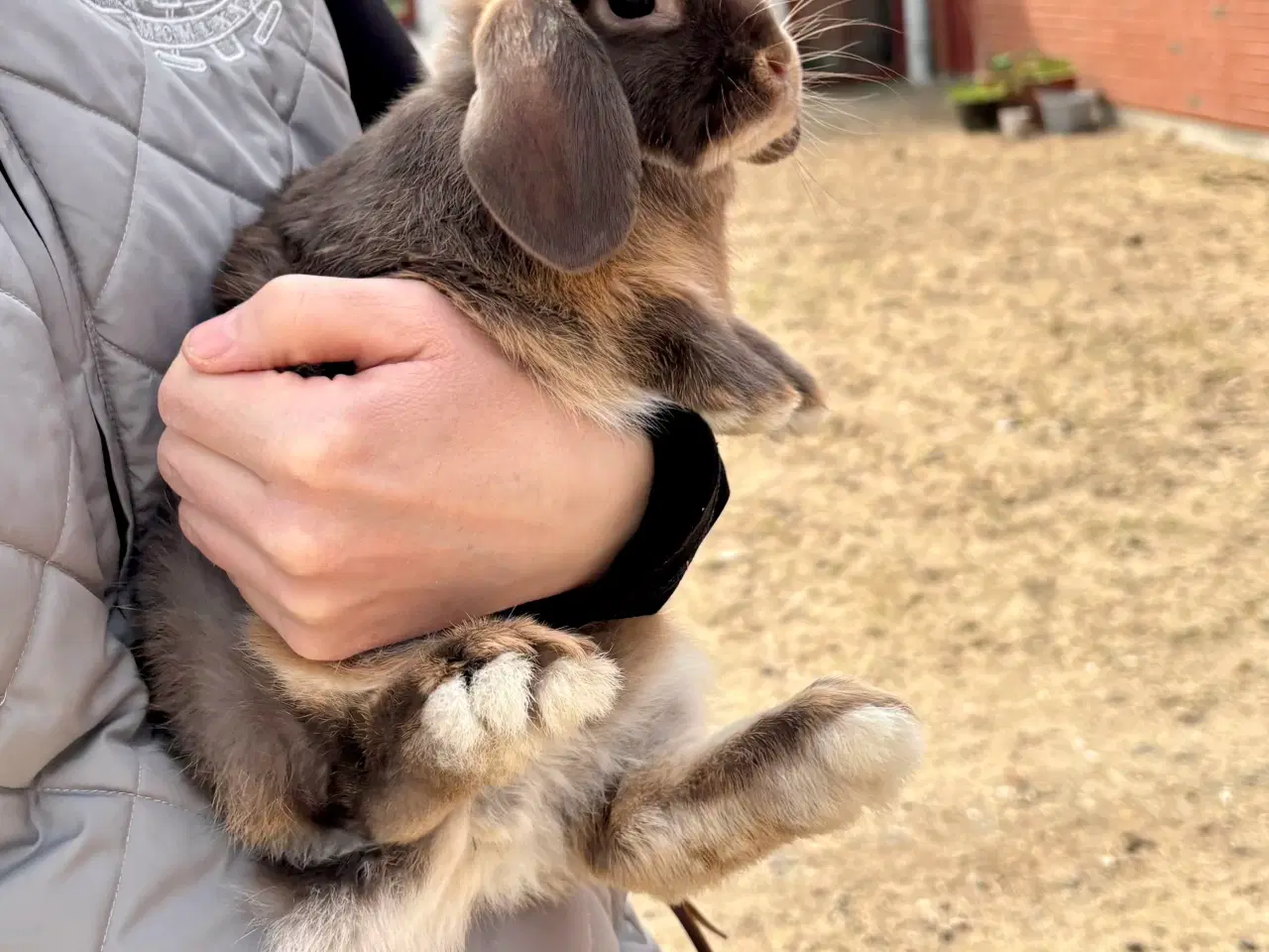 Billede 7 - Sød og tam kaninunge