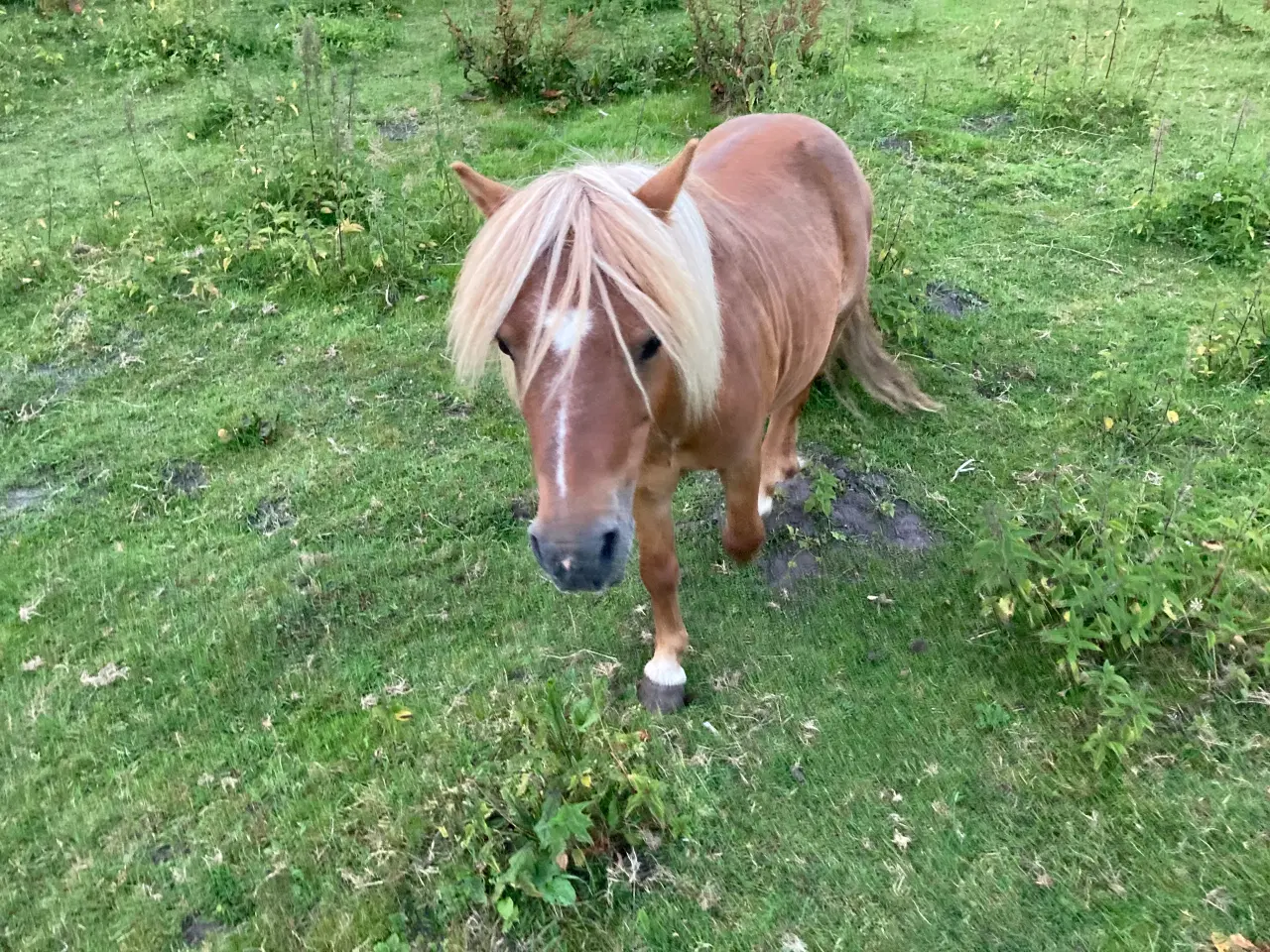 Billede 1 - Rigtig sød ponyhingst
