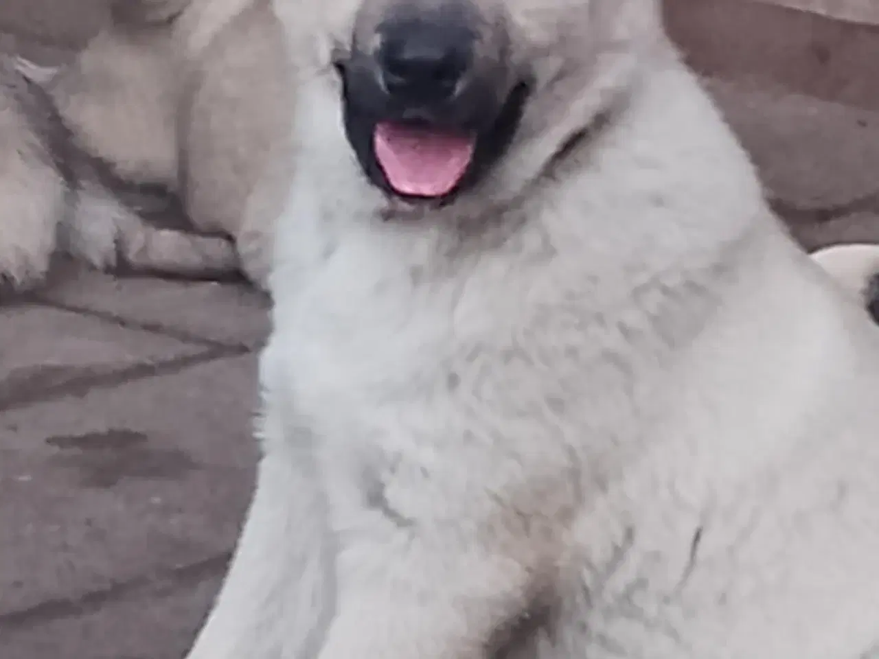 Billede 5 - Husky blandinger 