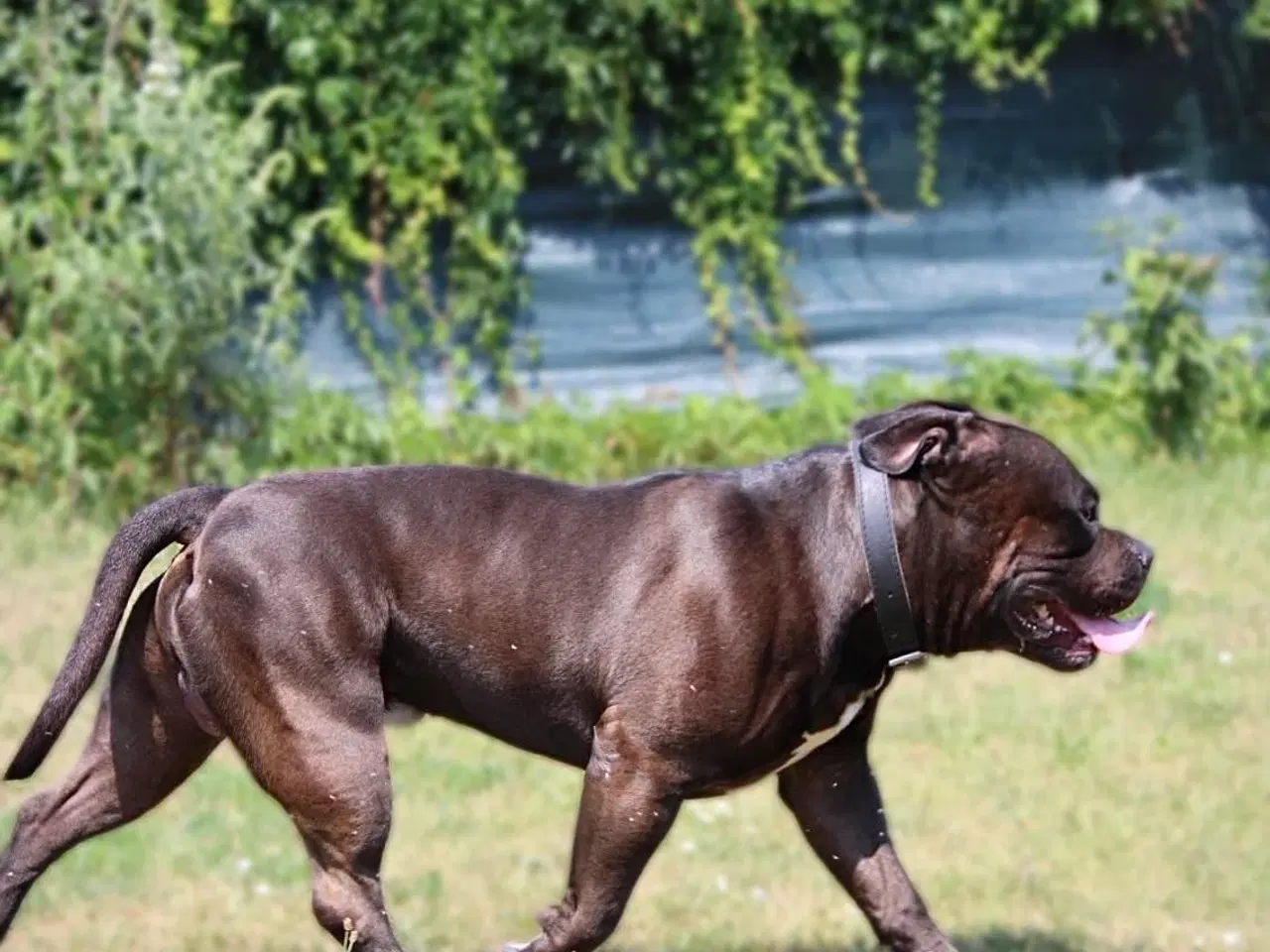 Billede 7 - American Bully XL