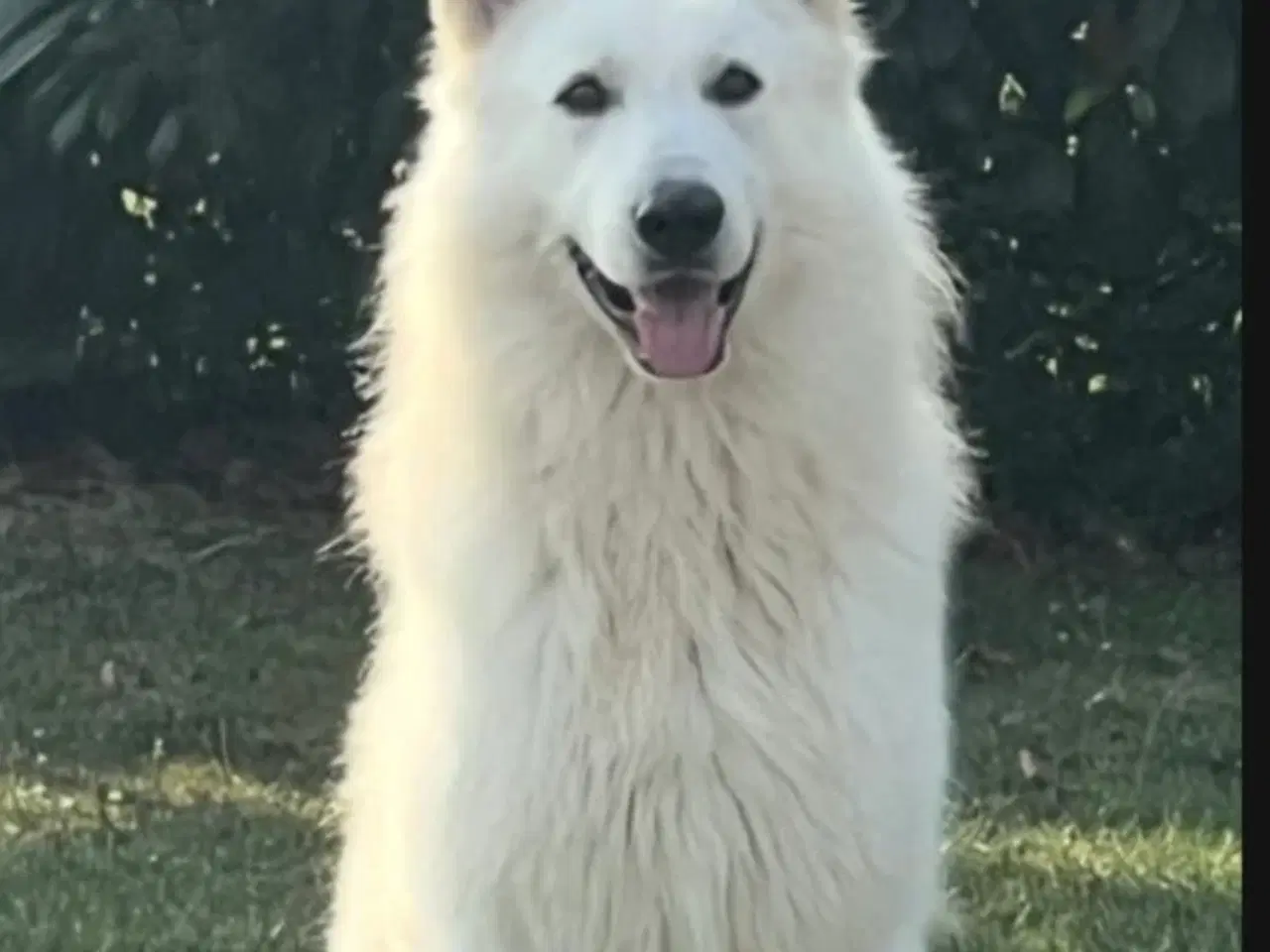 Billede 1 - Golden Shephard hvalpe venteliste