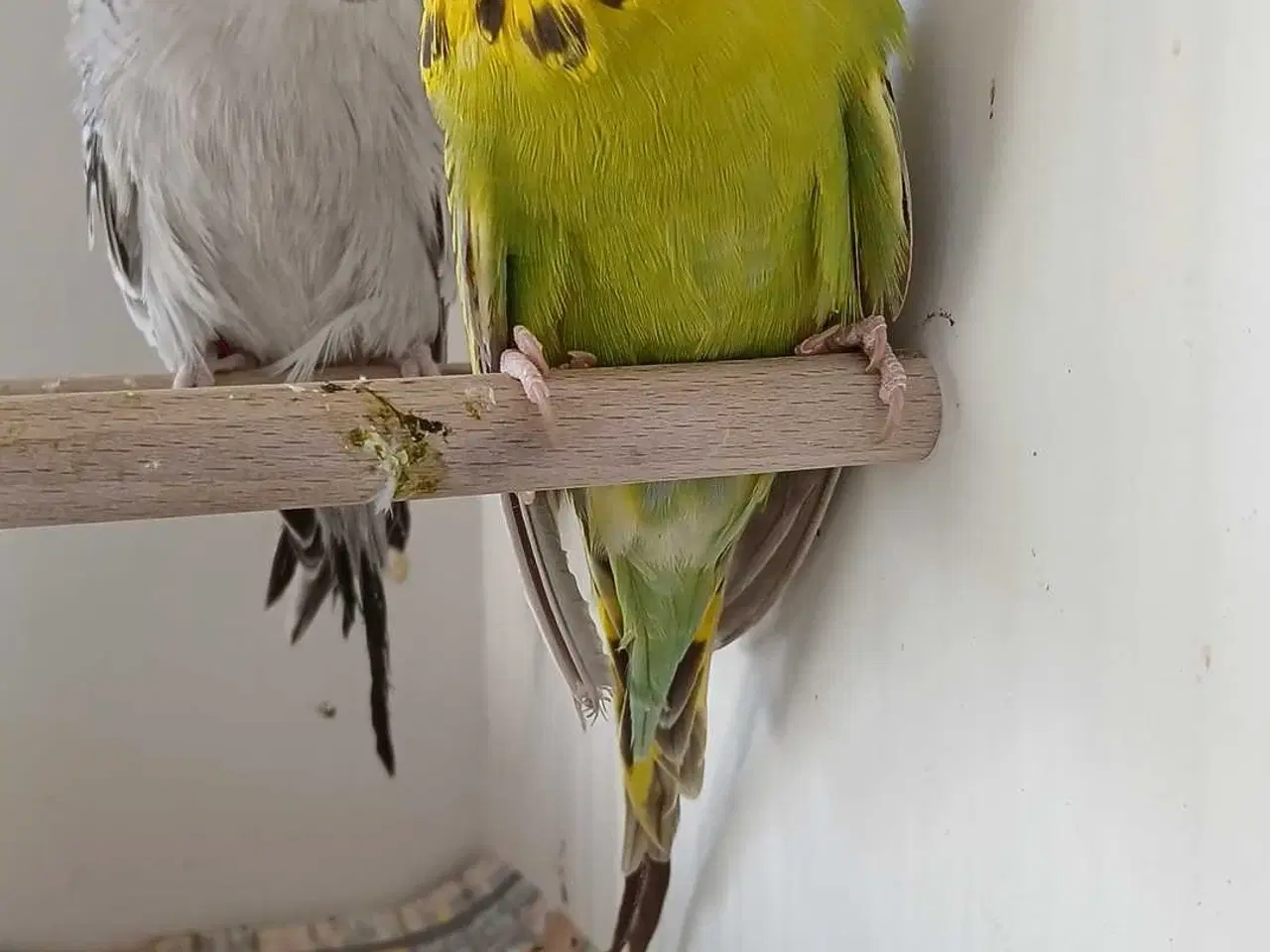 Billede 5 - 1 par Engelske undulater 