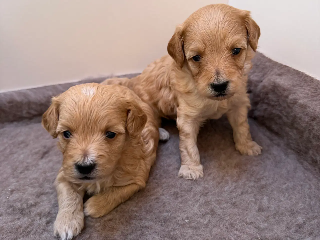 Billede 2 - 🤎 Skønneste Havapoo F1b hvalpe søger nye kærlige 