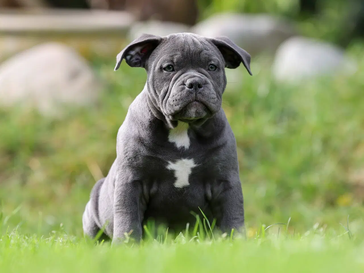 Billede 10 - American Bully