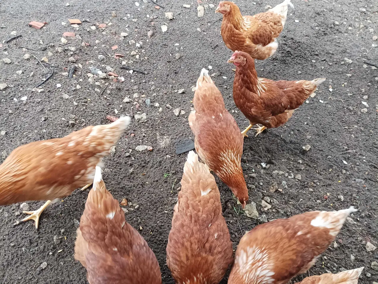 Billede 4 - God ægge lægger røde amerikaner 