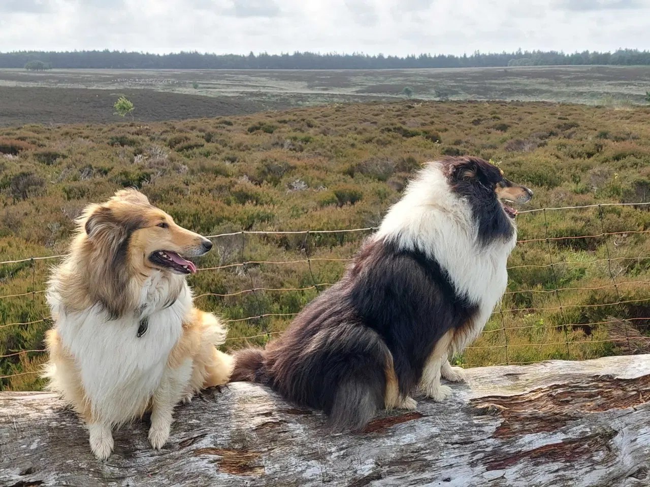 Billede 1 - Collie ( Amerikansk) 