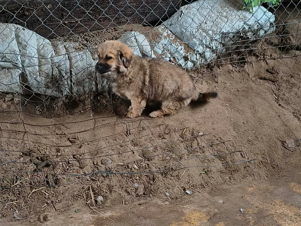 Billede 6 - Hvalpen Pjuske søger en kærlig familie