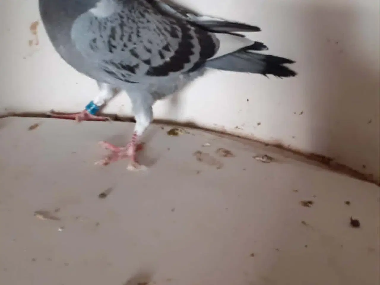 Billede 3 - brevduer unger