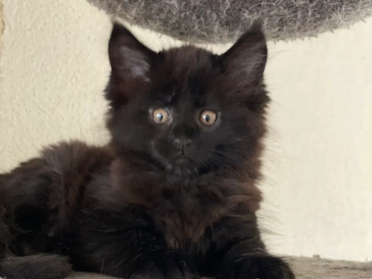 Billede 4 - Maine coon killinger