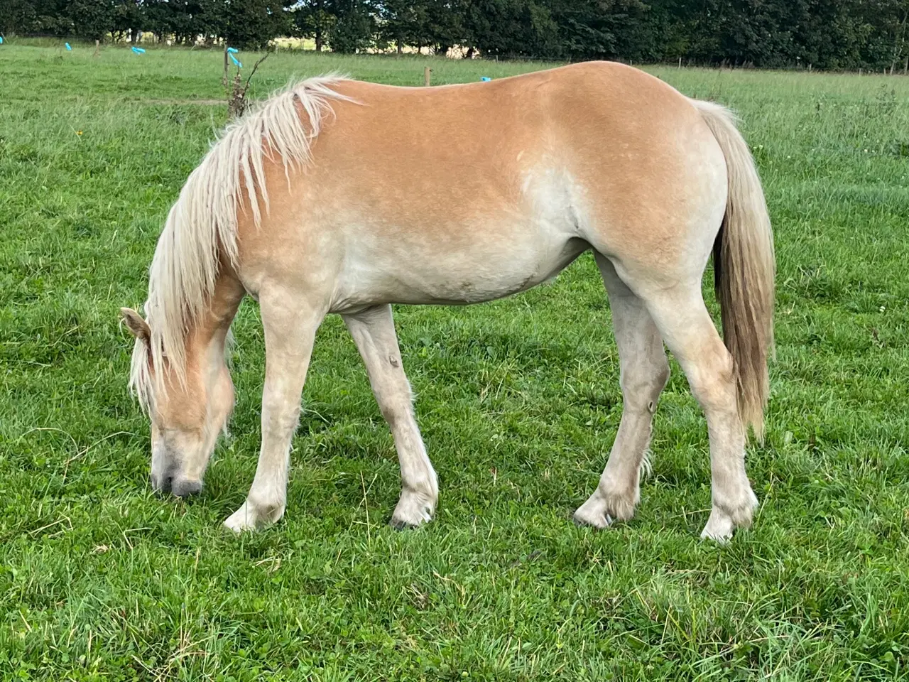 Billede 5 - Utrolig smuk 1 års haflinger hoppe. 