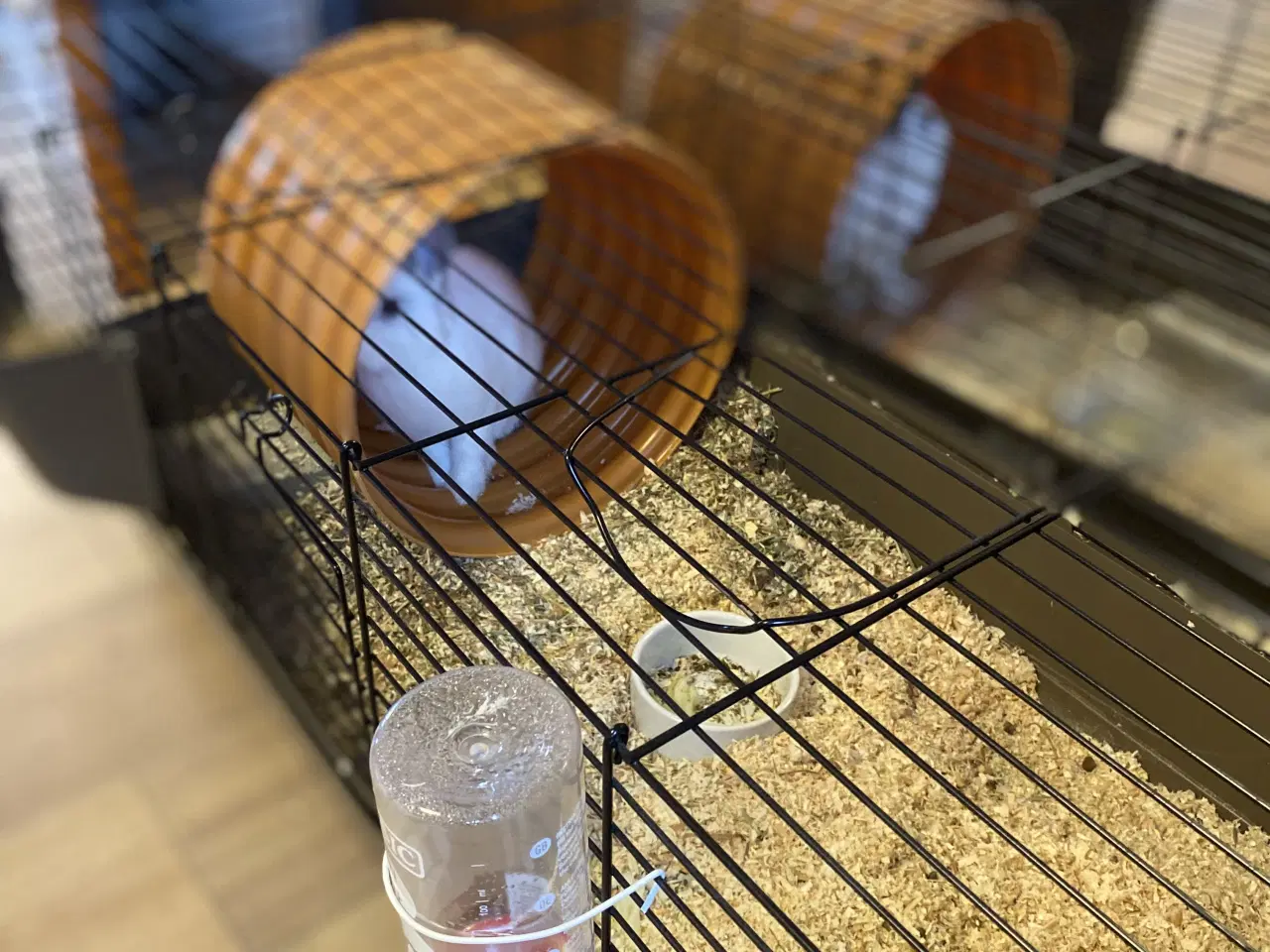 Billede 5 - Nutsi søger nye græsgange