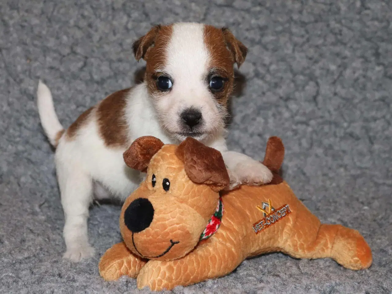 Billede 10 - Parson Jack Russell terrier hvalpe