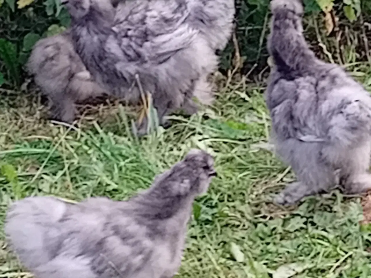 Billede 1 - Flotte unge Silke haner