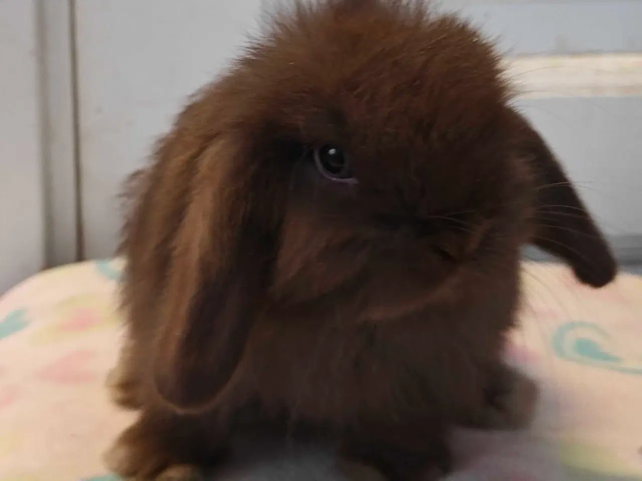 Billede 12 - Minilop