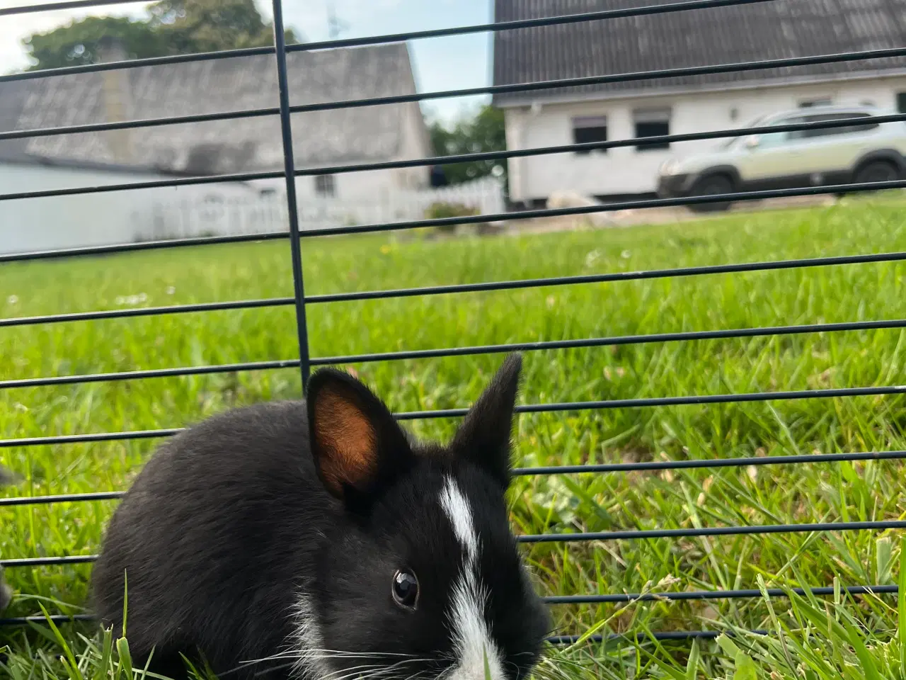 Billede 4 - Hermelin unger♥️