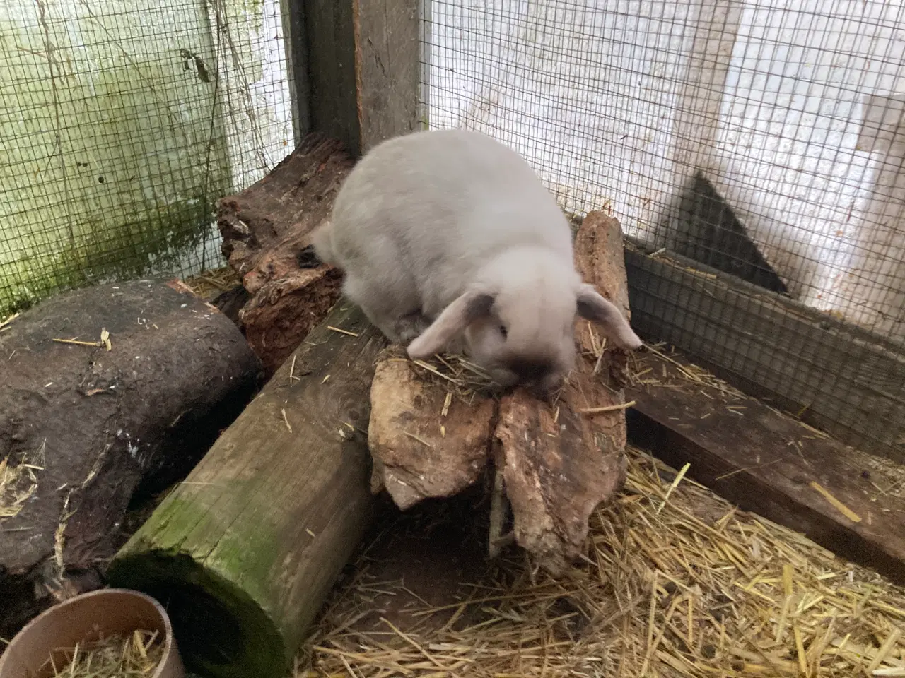 Billede 5 - Minilop Hunkanin søger nyt hjem