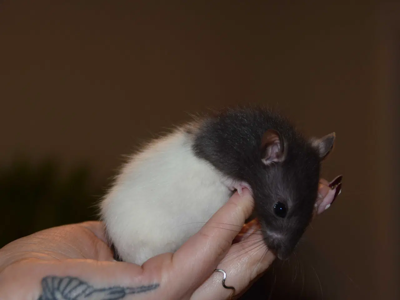 Billede 4 - Drenge flok sælges samlet