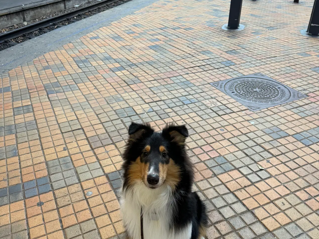 Billede 3 - Hund, Collie