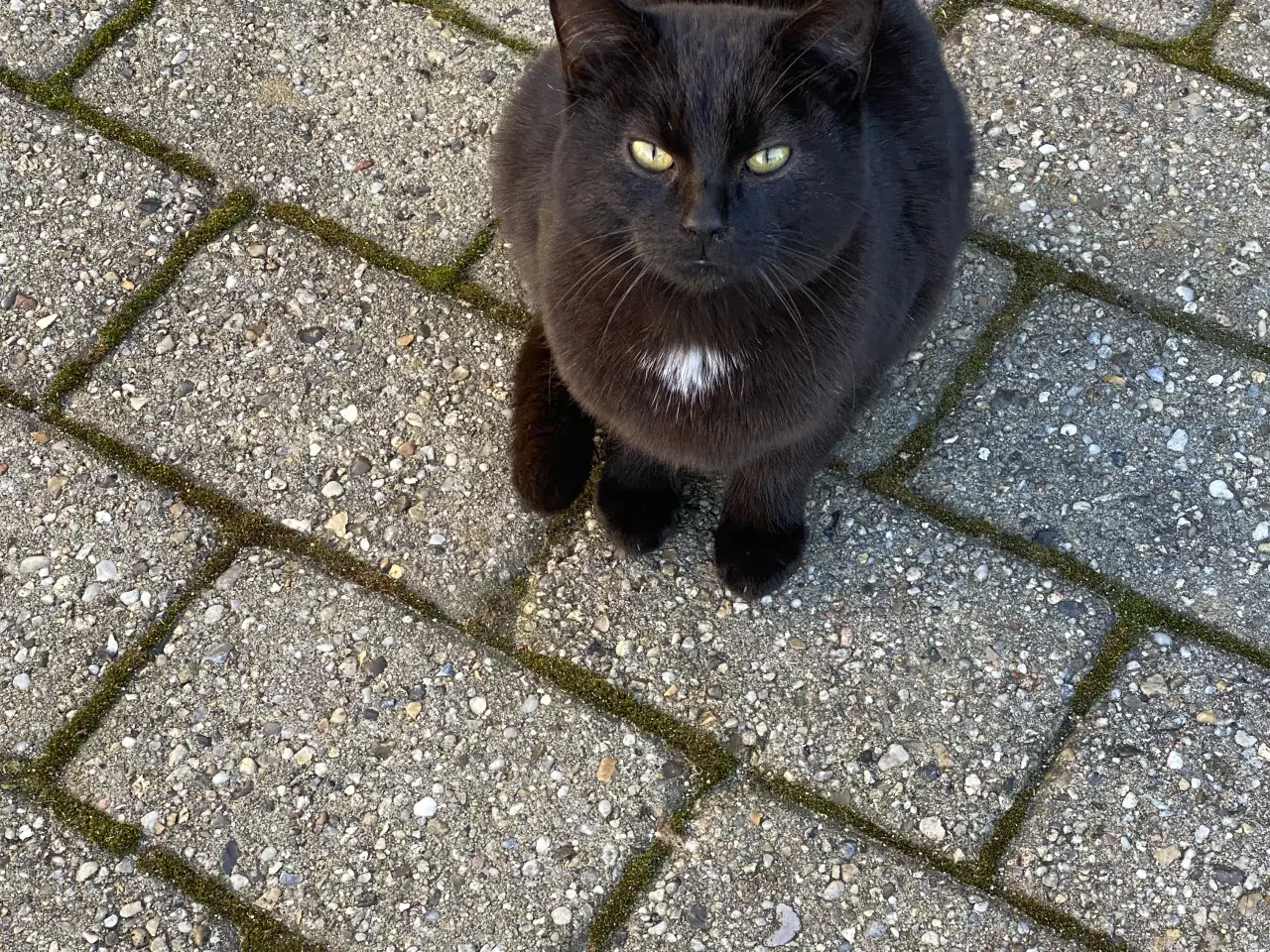 Billede 10 - Kattekillinger fra landet 