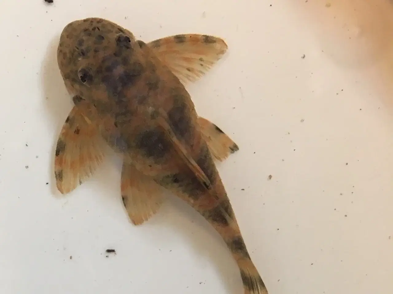 Billede 1 - Peckoltia sabaji L075