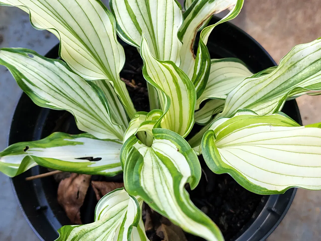 Billede 3 - Hosta i potte 