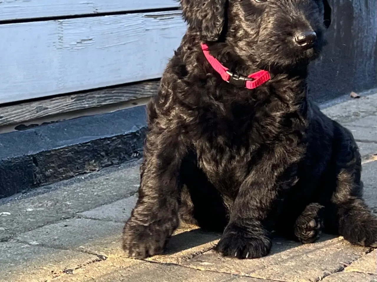 Billede 6 - Labradoodle-blandinger. 2 tæver tilbage ❤️🩷