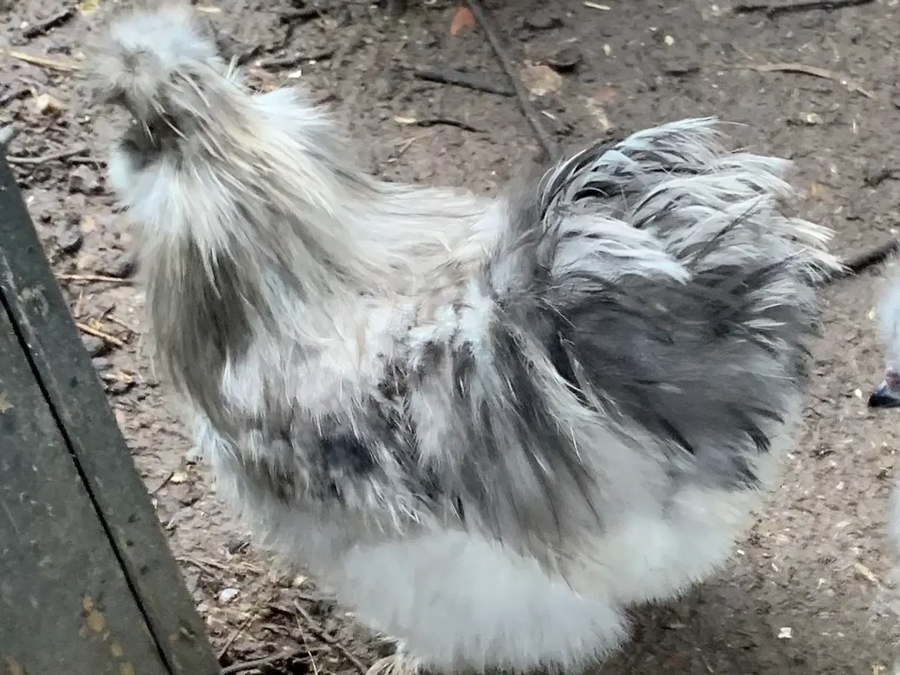 Billede 3 - HANER: silkehøns, Dværg Faverolles, Olivenlægger