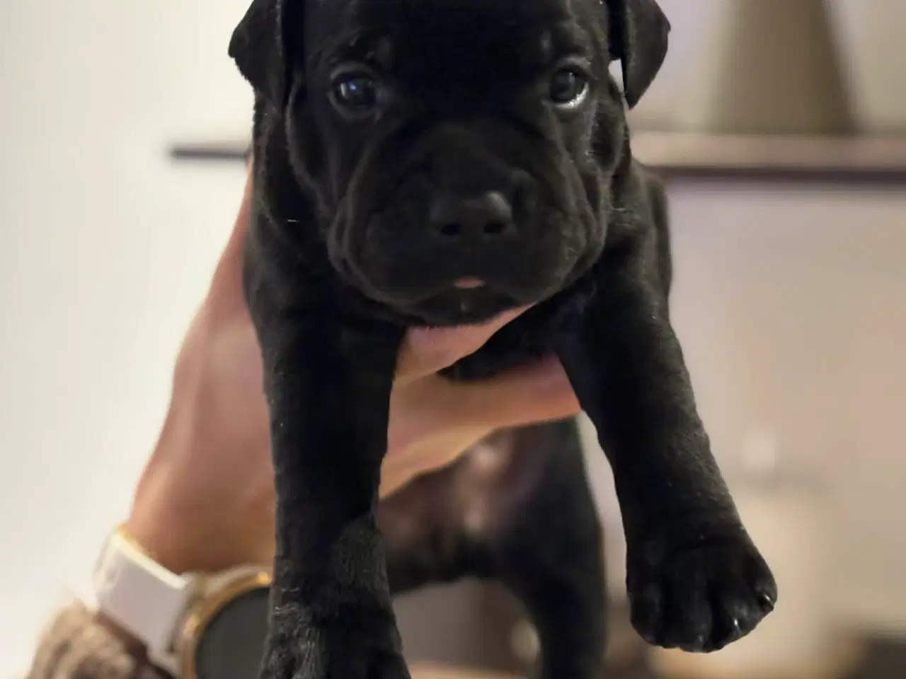 Billede 5 - Staffordshire Bull Terrier Hvalpe