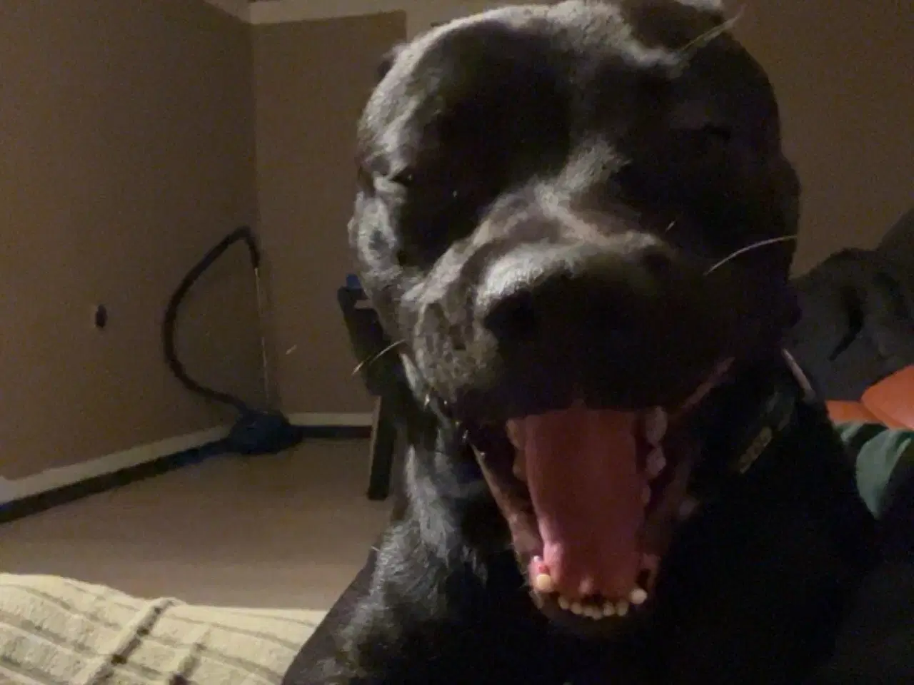 Billede 5 - Balter - labrador/fransk bulldog