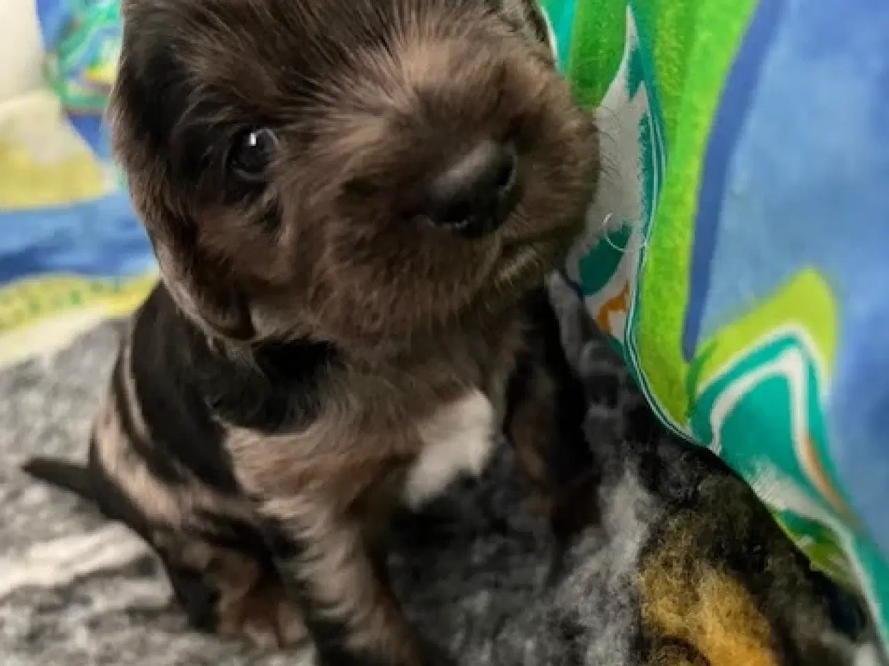 Billede 9 - Cockalier hvalpe med Aussie twist