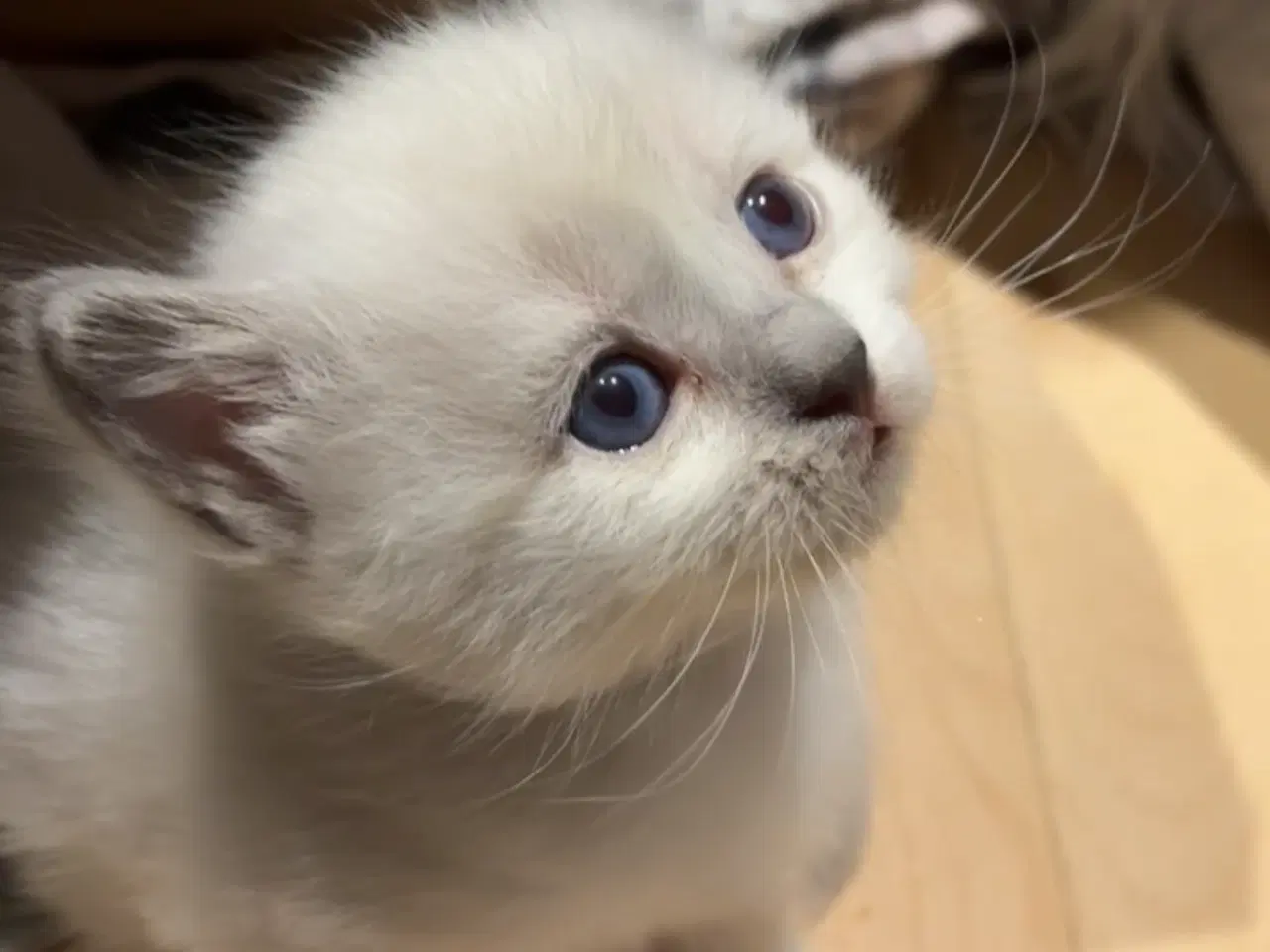 Billede 2 - De sødeste små killinger 🐾😻