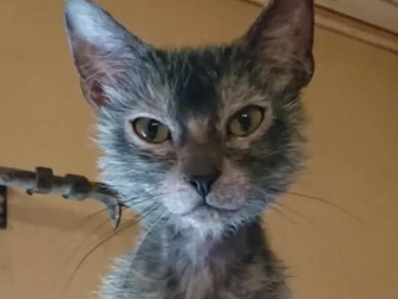 Billede 1 - Lykoi ( Werewolf cat )