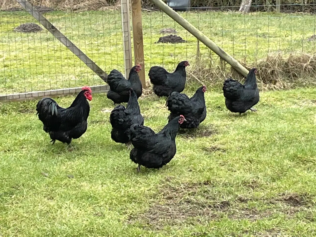 Billede 1 - Dværg orpington sorte
