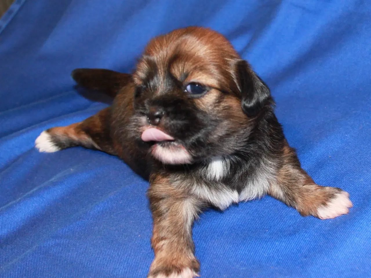 Billede 4 - Lhasa Apso hvalpe