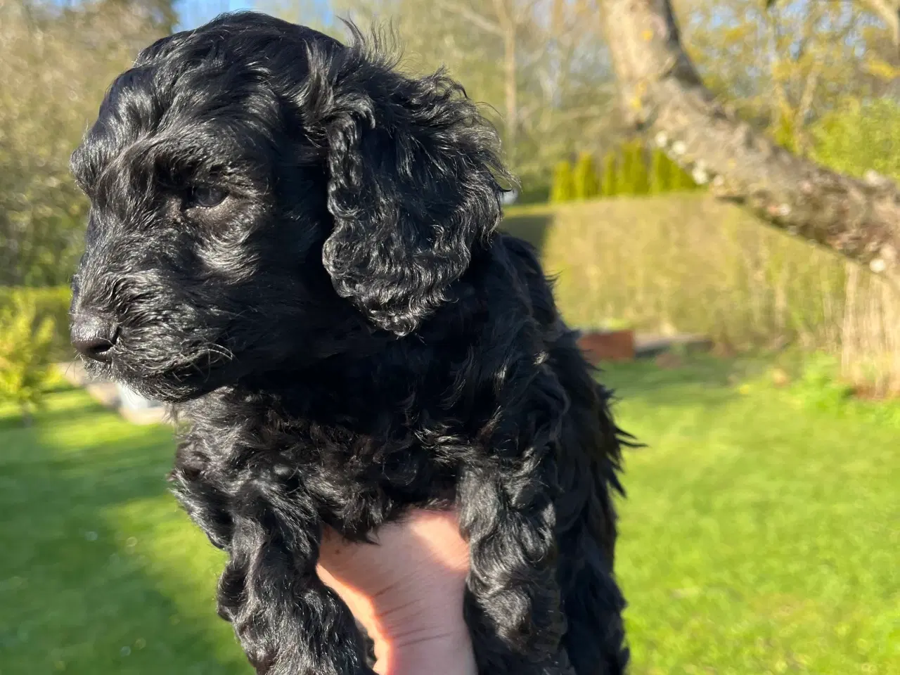 Billede 8 - Cockerpoo / cockapoo f1b