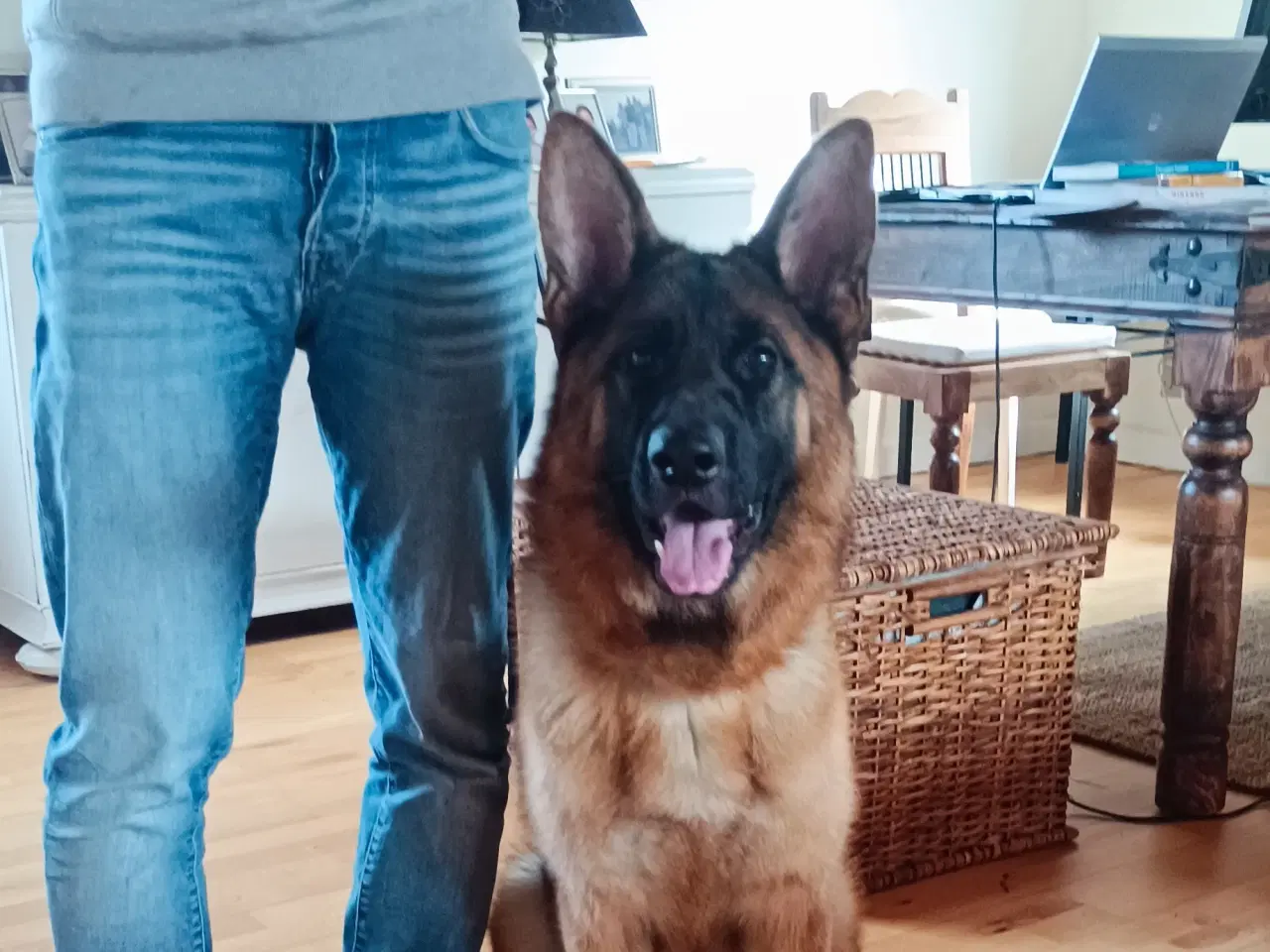 Billede 3 - Schæfer hund tæve 1 år