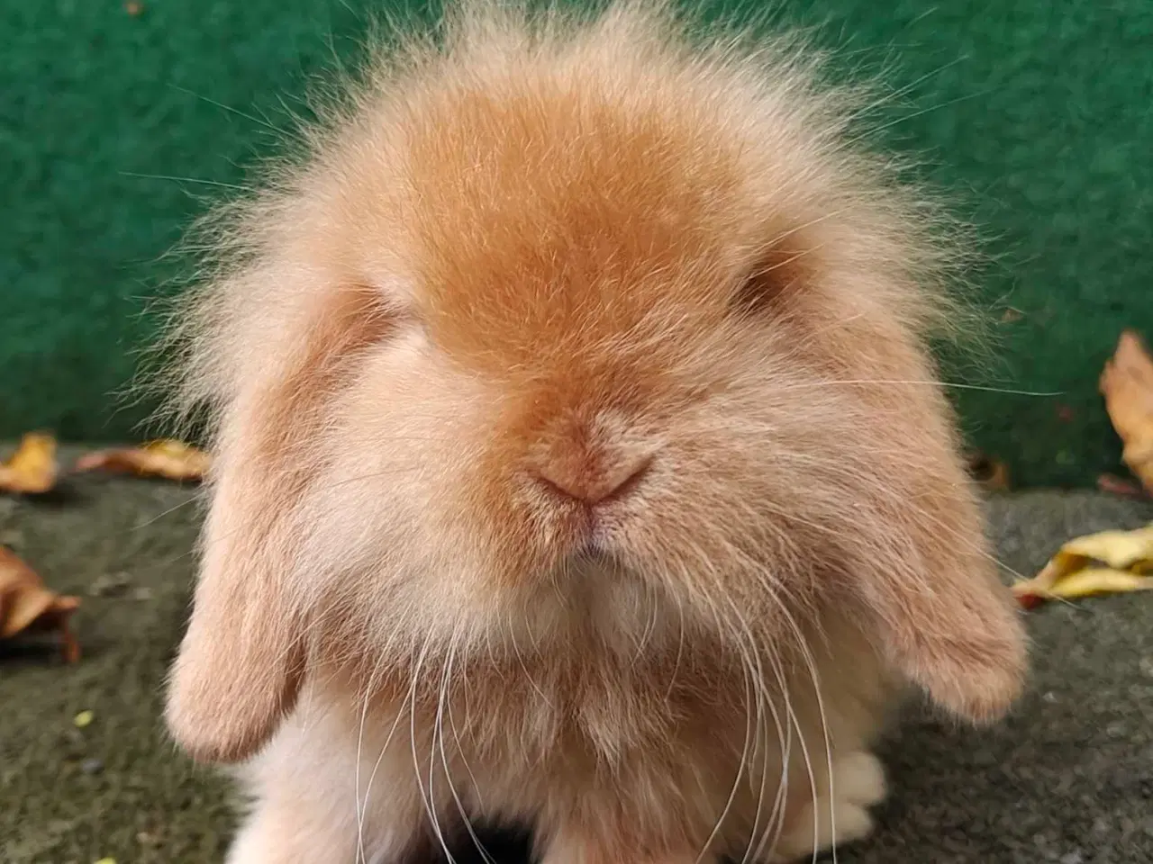 Billede 3 - Lionlop satin