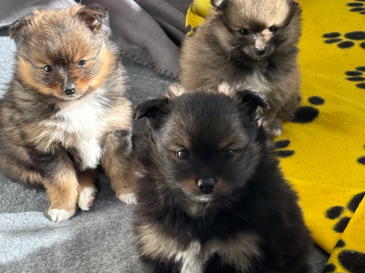 Billede 8 - Pomeranian hvalpe 