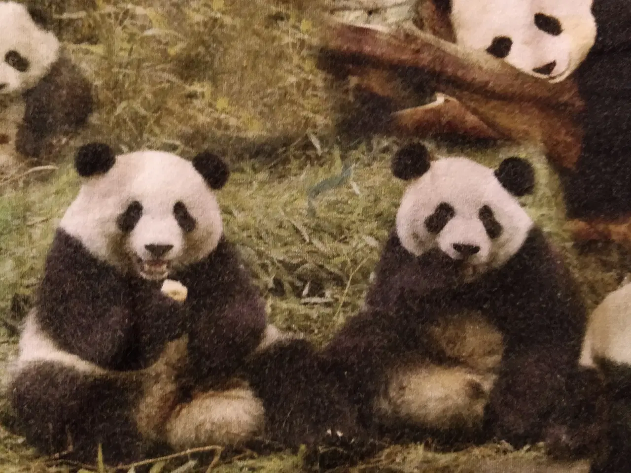 Billede 1 - Sød T-shirt med pandaer på 
