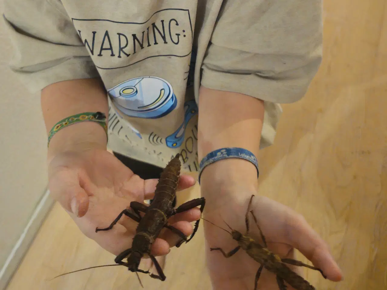 Billede 1 - Vandrende pinde rosengrene